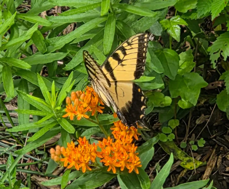 A yellow and black butterfly on flowers with small orange petals and green leaves.