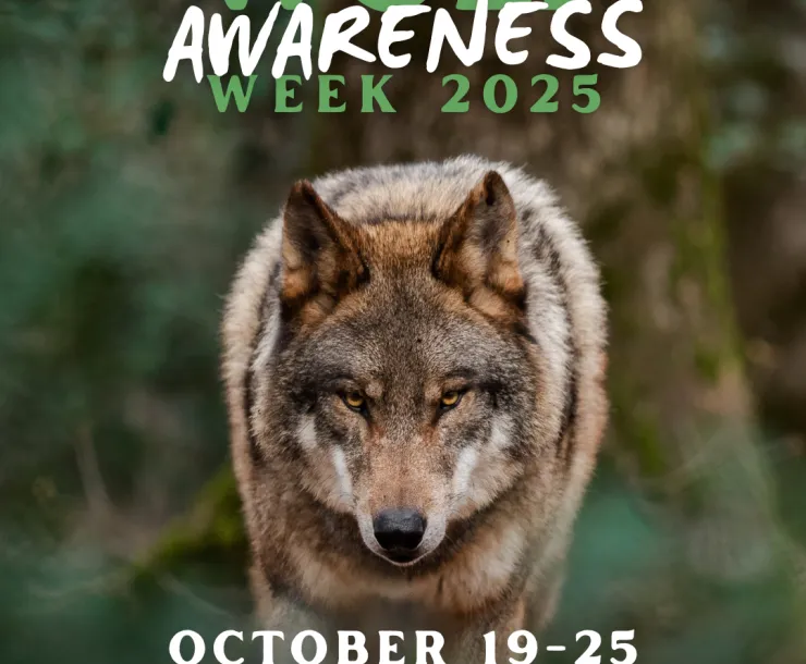 Wolf Awareness Week Poster
