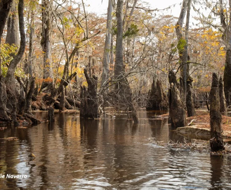 A view of wetlands along the Black River in North Carolina