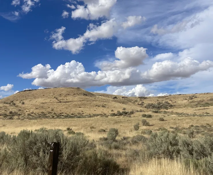 A landscape of dry tall grass, rolling hills, and bright blue sky