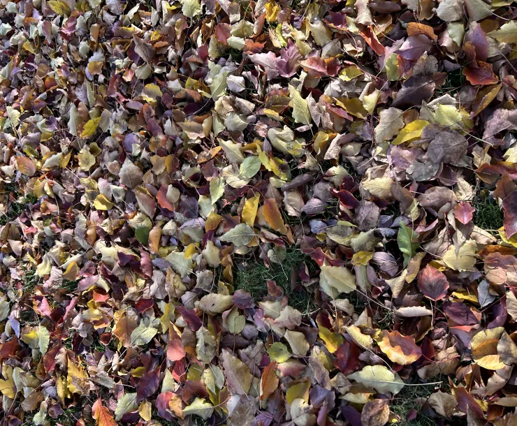 Fallen leaves in warm shades of yellows, oranges, and reds covering the ground in autumn.