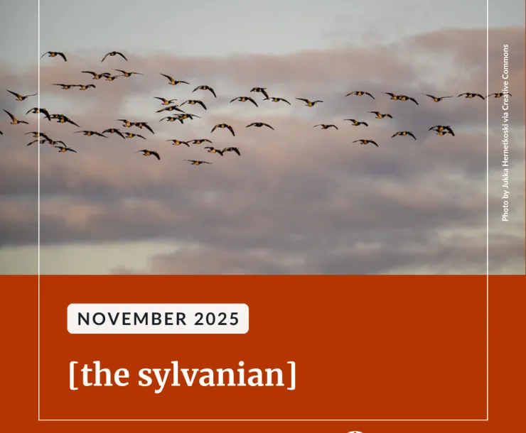 A large of Canadian geese flying against a cloudy grey sky. Below an orange, red background with white text reads, "November 2025 [the sylvanian] Read the full issue."