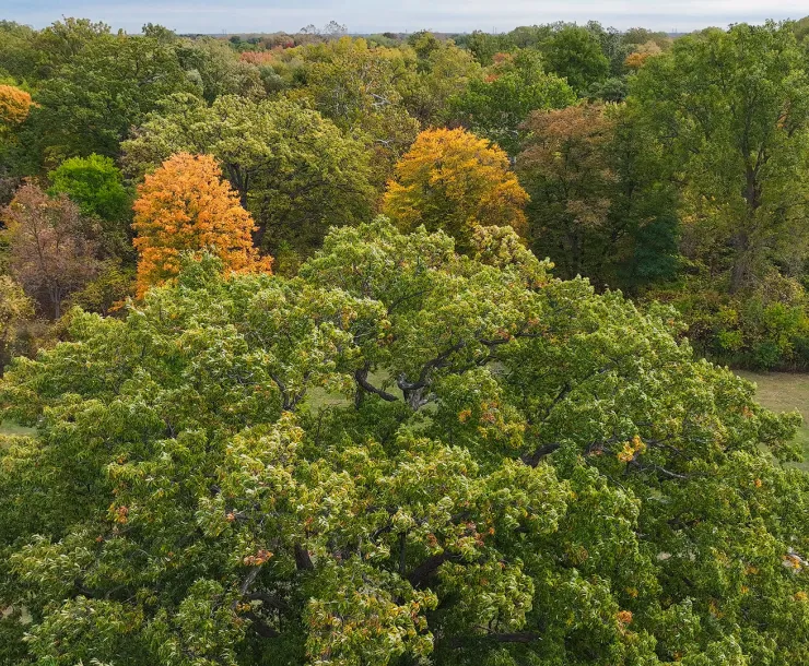 Sterling Oak
