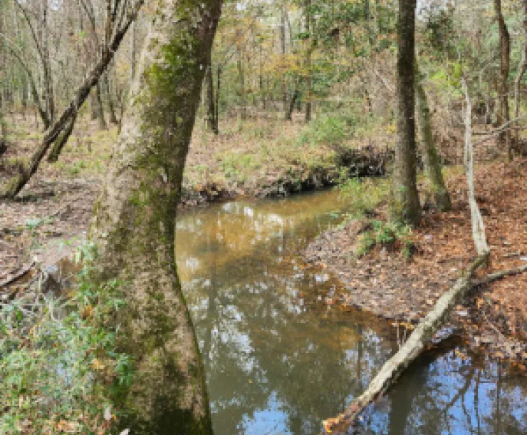 Big Creek Scenic Area