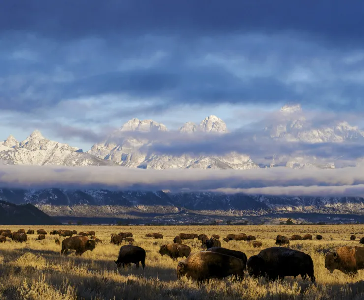 Bison in Grand Teton National Park