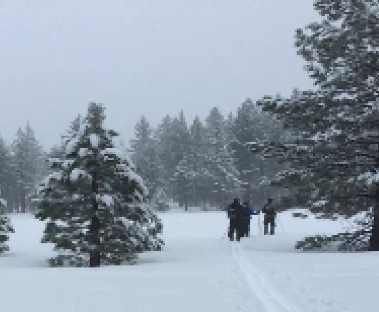 Snowy Landscape with 3 trees