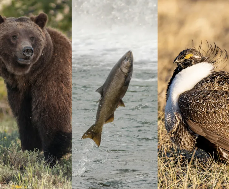 Three pictures side by side of a grizzly bear, salmon, and sage grouse