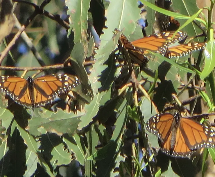 Close-up of monarch butterflies on eucalyptus in Los Osos