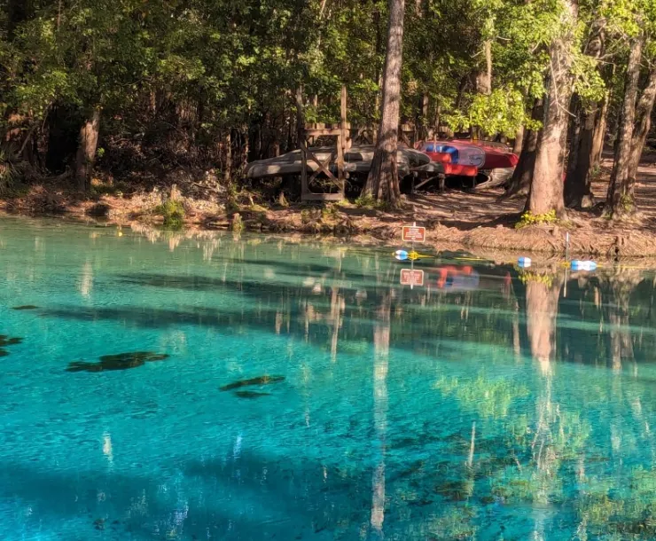 Photo of Gilchrist Blue Spring 