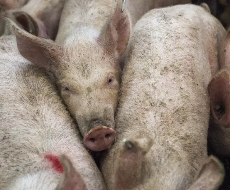 pigs confined in tight quarters