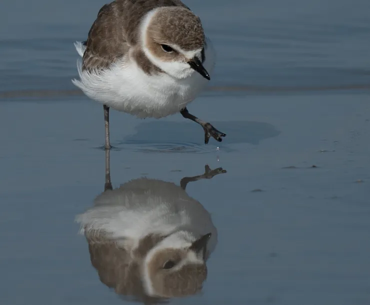 A white and tan bird wading in shallow water