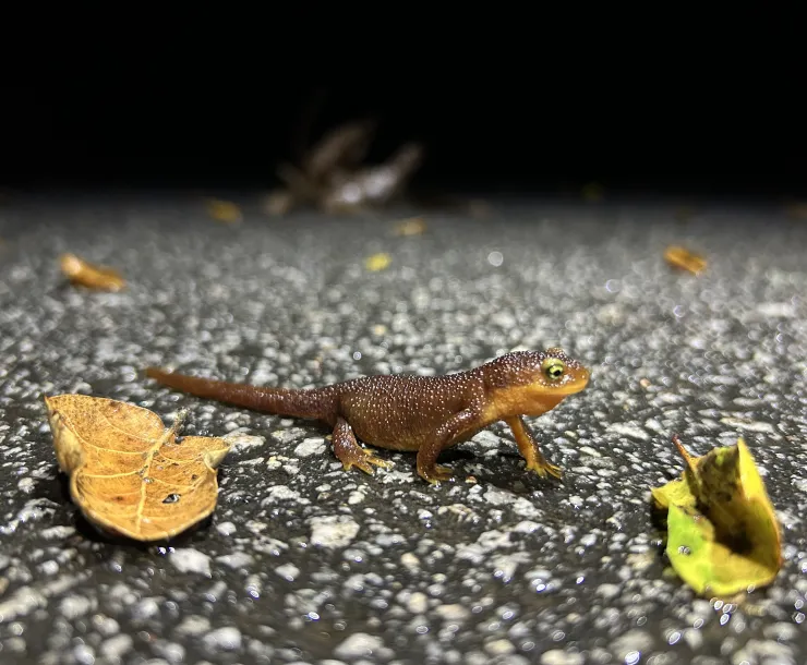 Photo of California newt crossing a road