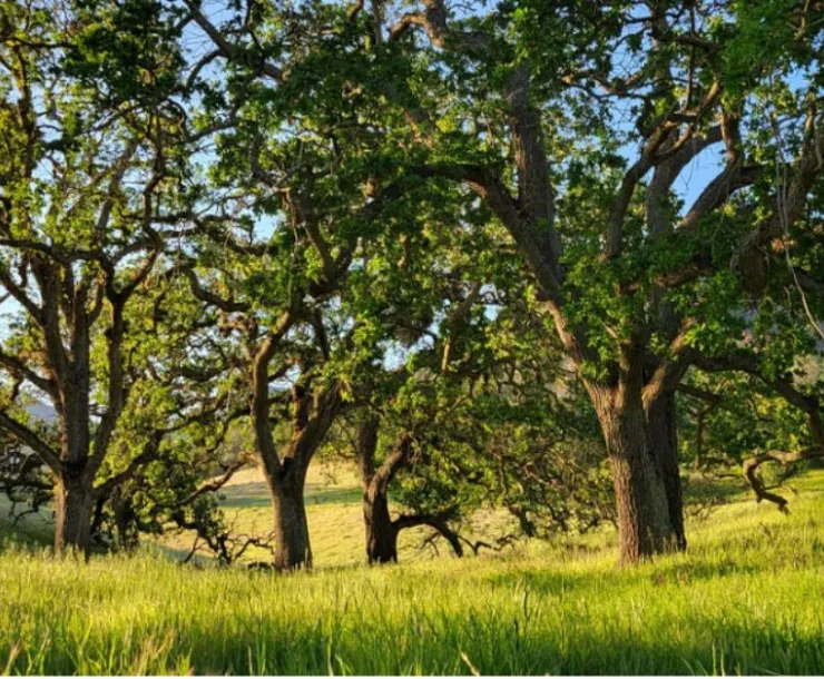 Oaks