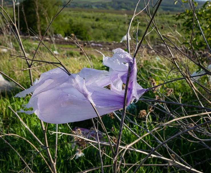 Photo of plastic bag litter