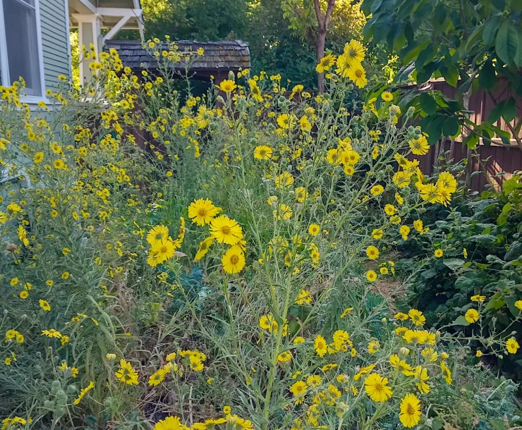 A photo of a large tarweed plant on the side of a house. The plant is bushy with green leaves and small yellow flowers.