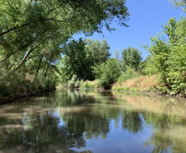 a lush riparian area in a river