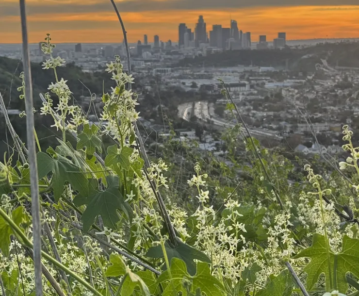 arroyo-seco-from-debs-park
