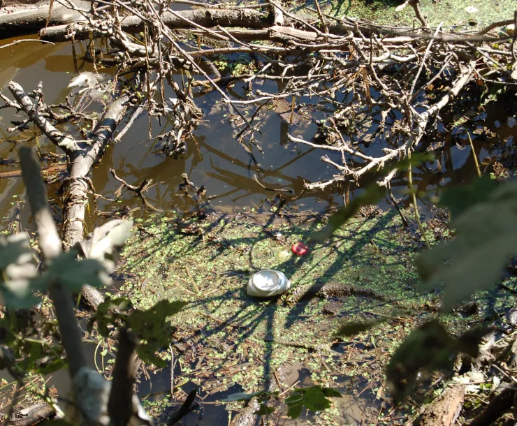 Algae on Des Plaines River