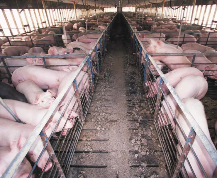 HOG cafo