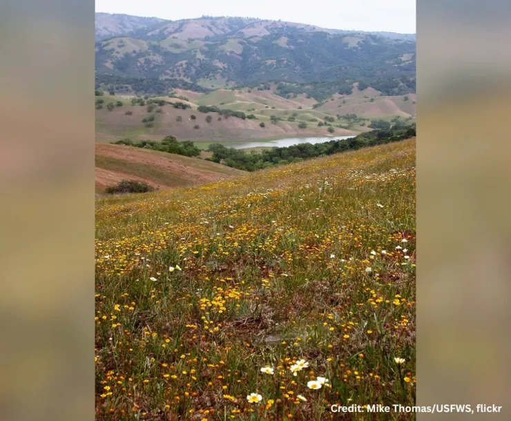 Coyote Valley