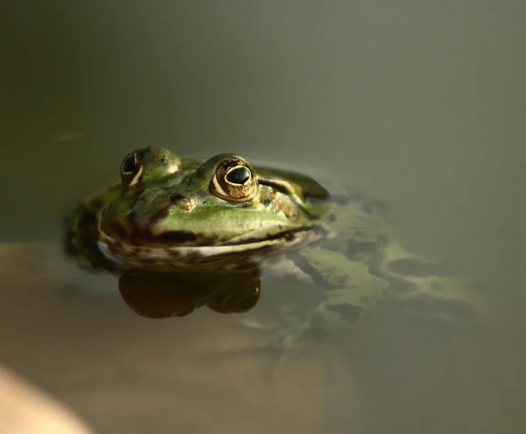 Frog photo from Pixabay