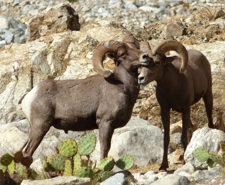 Bighorn Sheep