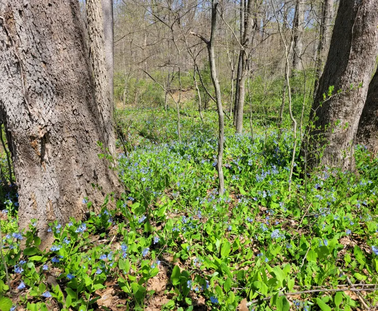 A forest floor of bluebell flowers which have green leaves and blue/purple flowers, and brown tree trunks. It's a bright and sunny day.