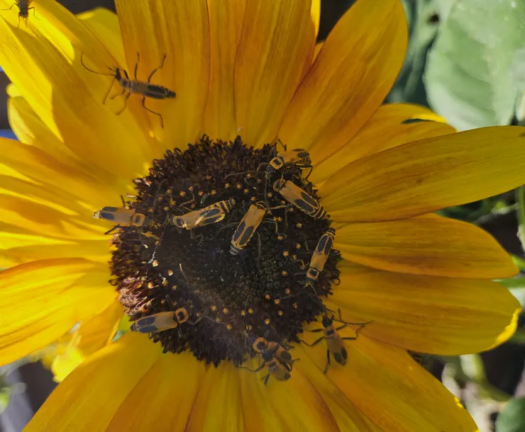 A close up photo of a yellow sunflower with around 10 yellow and black beetles at the center.