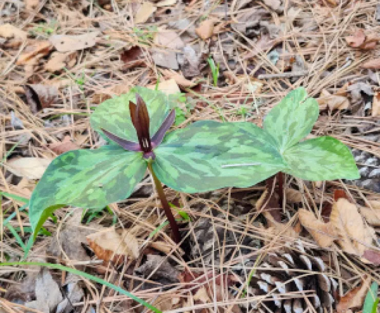 Trillium