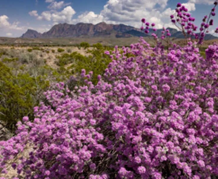 Big Bend flowers