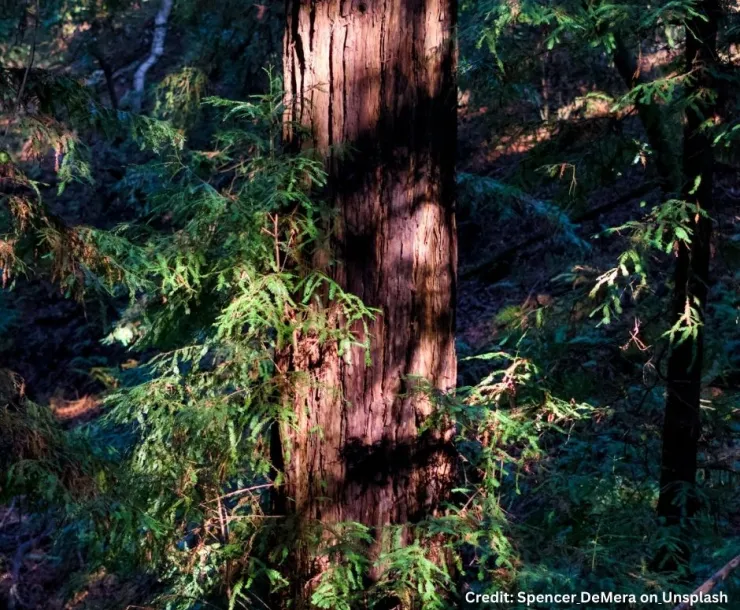 Coastal redwood tree