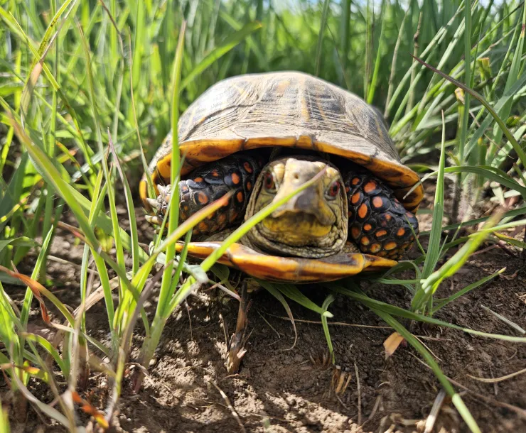 Ornate Box Turtle | Photo Benjamin Reed
