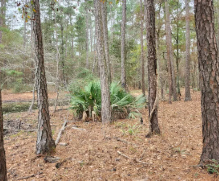 Peach Creek woods
