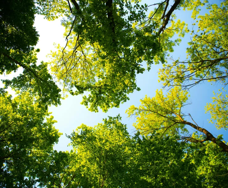 An upward view of a forest canopy with blue skies above.