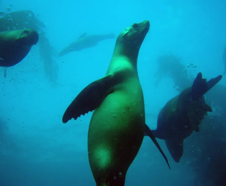 Sea lions swimming in the ocean