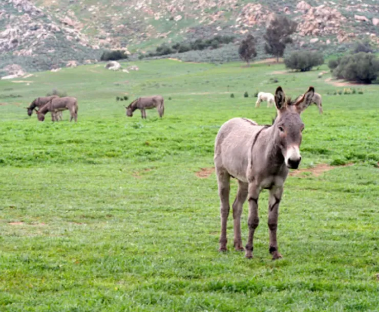 Inland Empire Donkeys 