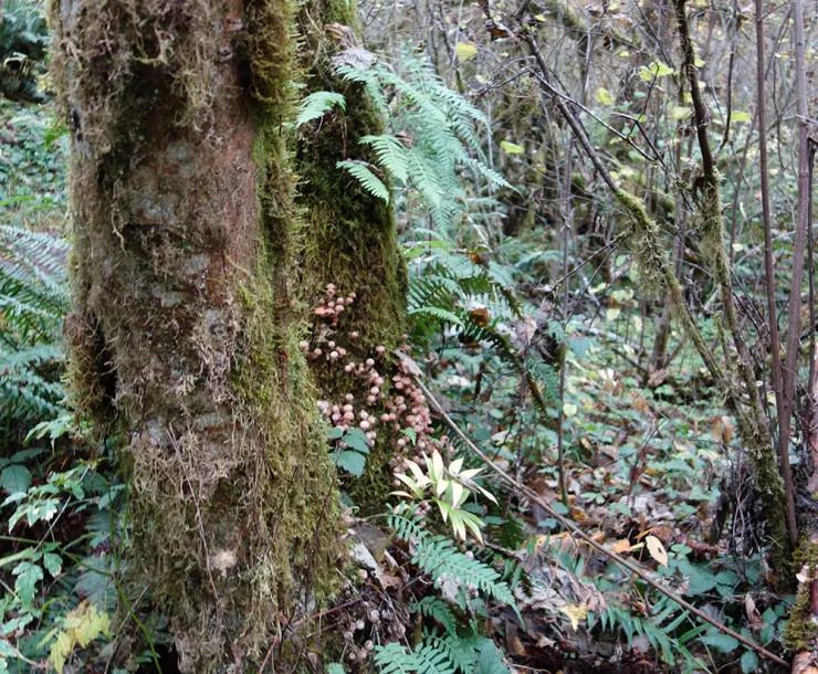 Old growth tree
