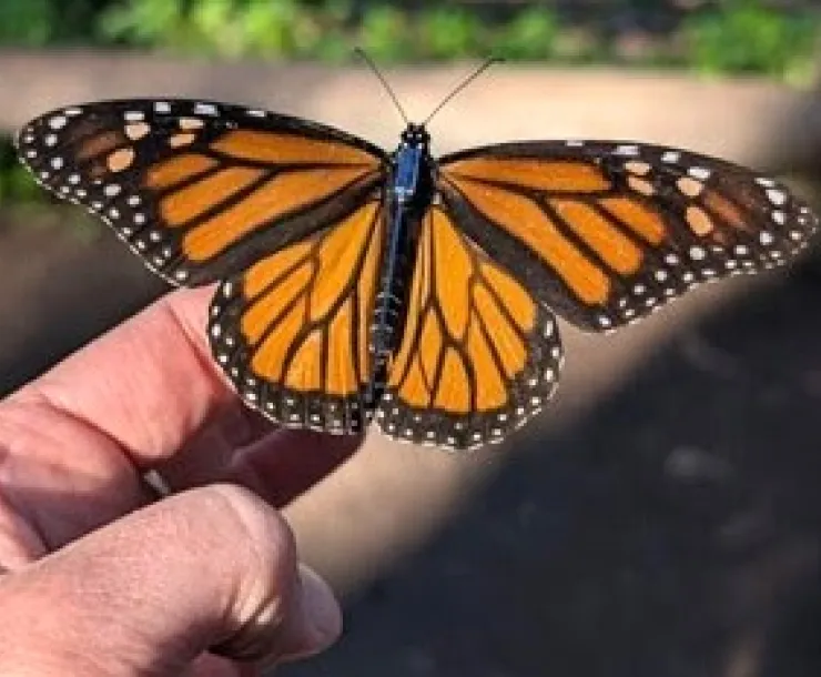 Monarch Butterfly