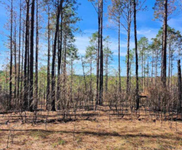Upland wilderness burn