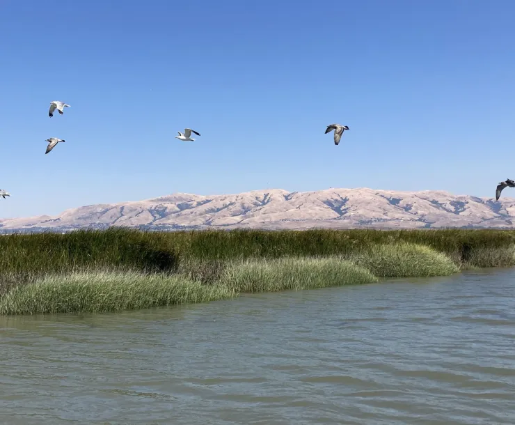 Healthy Bay Resilient Future