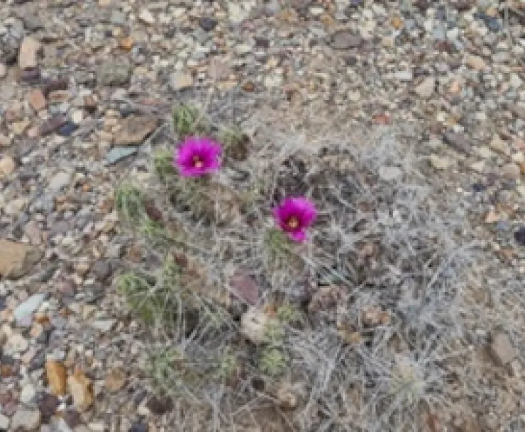 Big Bend flower