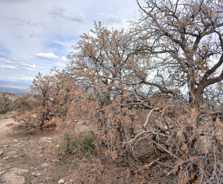 Dry trees