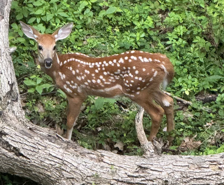 Bambi