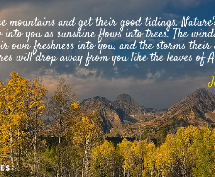 Muir quote and forest