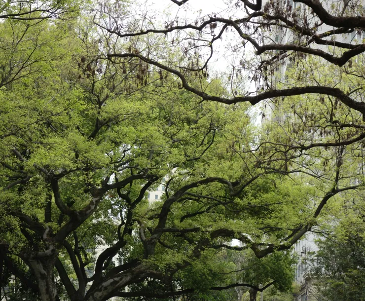 Tree canopy in a city.