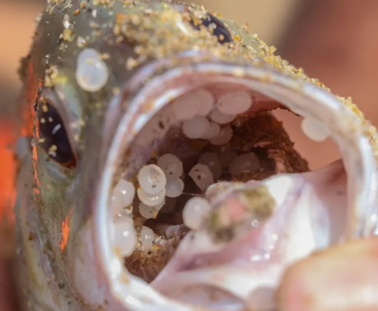 fish nurdles