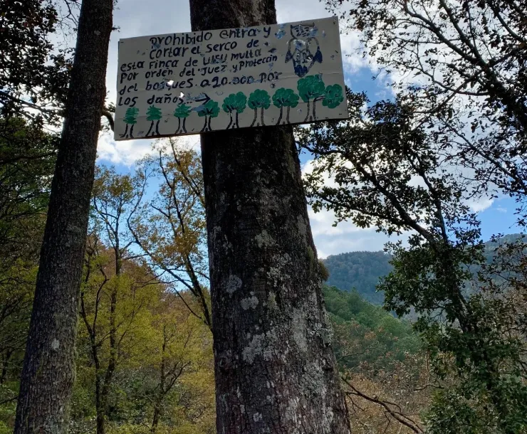 A tall tree in a forest with a sign on it with words handwritten in Spanish and a drawing of an owl and trees. The forest is dense and there are rolling hills in the background also covered in trees.