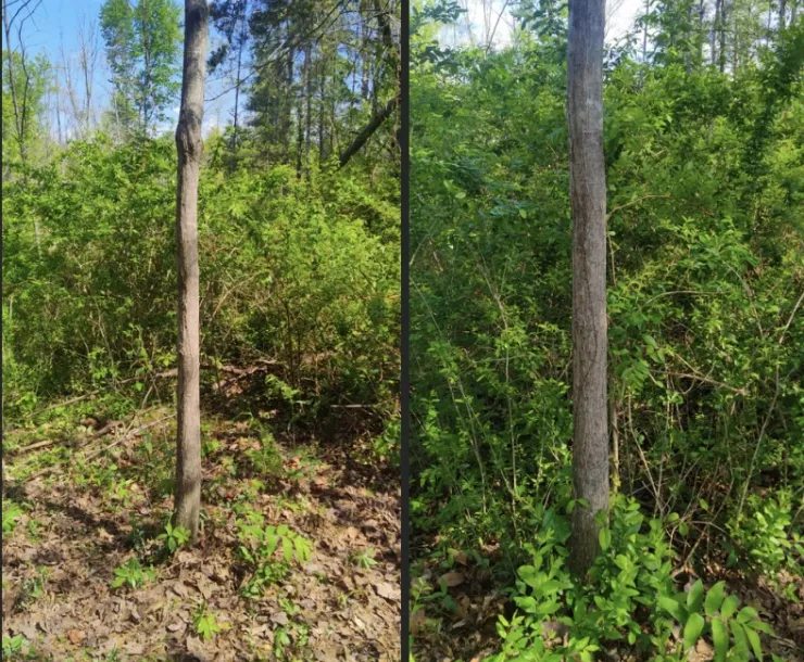 Trees and plants in a forest with a blue sky in the background. In the first photo, demonstrating the impacts of the invasive plant removal, there are fewer invasive plants around the main tree in the foreground. In the second, "before" photo, there are many invasive plants surrounding the base of the same tree.