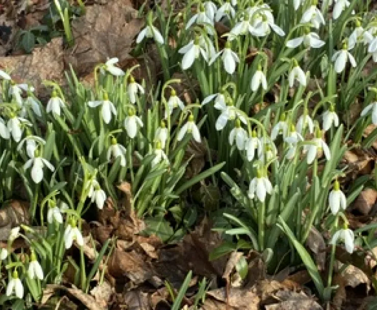 March Flowers