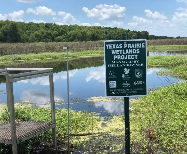 wetland